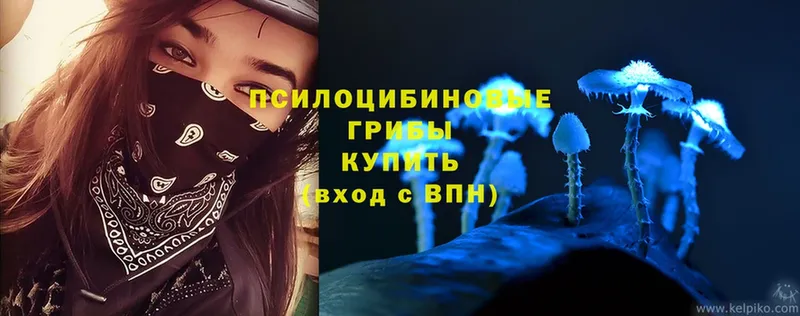 площадка телеграм  Лодейное Поле  Псилоцибиновые грибы Psilocybe 